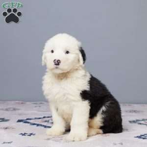 Dallas, Old English Sheepdog Puppy